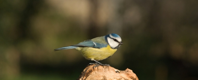 photo d'une mésange bleue